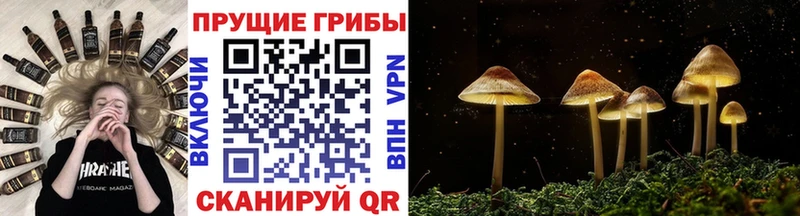 Псилоцибиновые грибы Magic Shrooms дарнет шоп Сокол